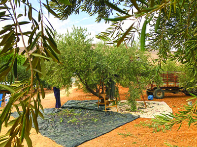 Palestinians celebrate olives harvest season
