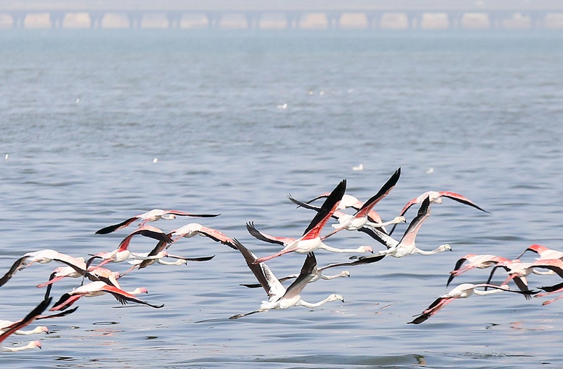 KUWAIT: Flamingoes take flight at the Shuwaikh Beach yesterday. Flamingos and other migratory birds visit Kuwait’s inlets and bays from late fall until early spring as part of their annual migration route. – Photo by Yasser Al-Zayyarn