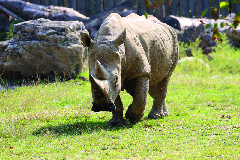 A handout photograph released by the zoo “Parco Natura Viva”, shows Toby, the world’s oldest white rhino, in its enclosure at the at the zoo in Bussolengo, near Verona, in northern Italy.—AFP n
