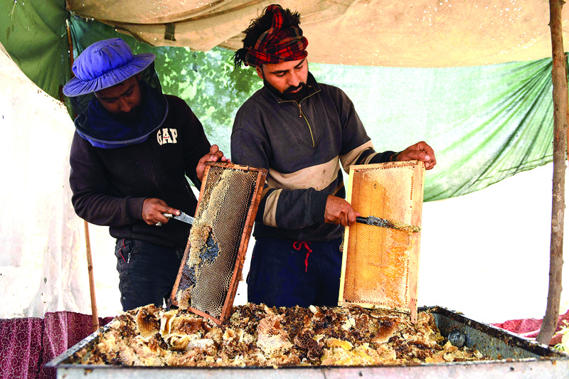 In this picture taken on April 8, 2021, beekeepers collect honeycombs at Sujanpur village in the Pathankot district of Punjab. - AFP photosn