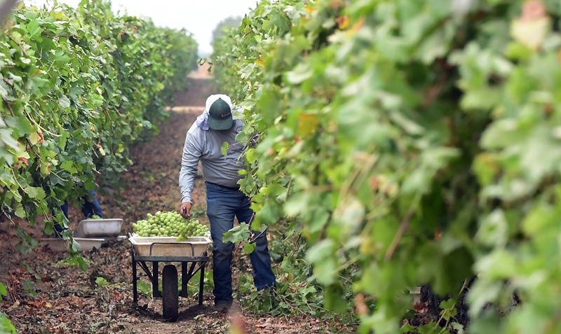 LAMONT, US: A farmworker picks grapes in the Kern County town of Lamont, California, where record heat has fuelled drought and wildfires. – AFPn