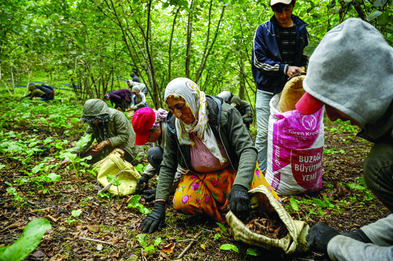 AKYAZI, Turkey: Workers collect hazelnuts at a nut orchard in the Akyazi district, in Sakarya.-AFPnn