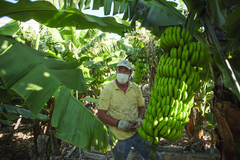 LOS LLANOS DE ARIDANE, Spain: Farmer Pedro Antonio Sanchez, 60 years old, works at his banana plantation in Los Llanos de Aridane, on the Canary Island of La Palma.-AFPnn