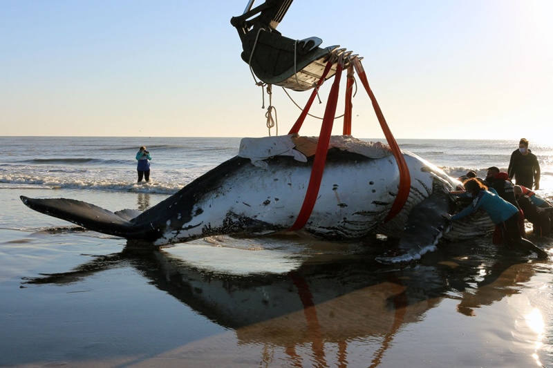 LUCILA DEL MAR, Argentina: Rescuers help a stranded humpback whale on the shores of the Argentine Sea in Buenos Aires province on Tuesday. - AFP n
