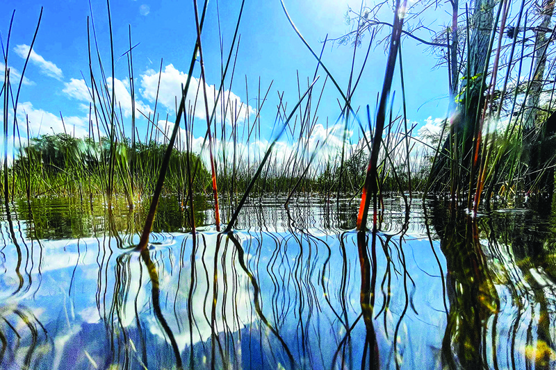 Water vegetation is seen under the water in Everglades wetlands in Everglades National Park, Florida on Sept 30, 2021. – AFP photosn