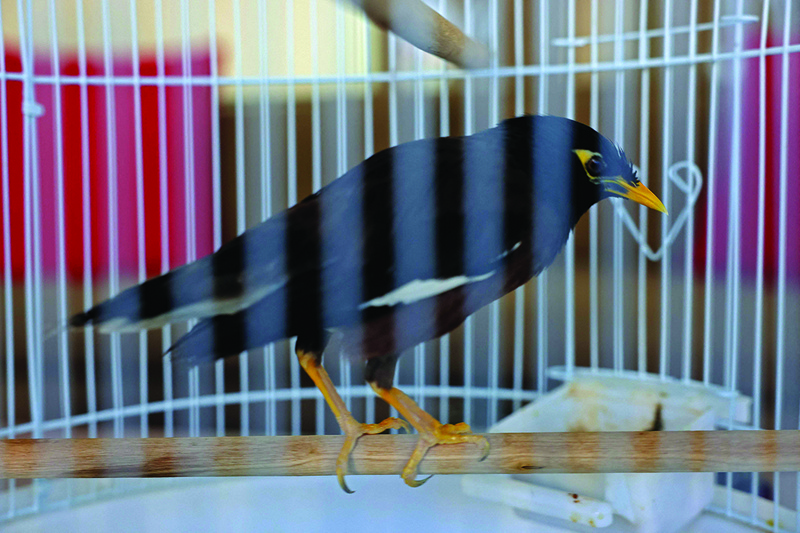 Mynah bird Juji, that was brought from Afghanistan by a girl fleeing the Taleban is pictured at France's ambassador to the United Arab Emirates' residence in Abu Dhabi yesterday. – AFP n