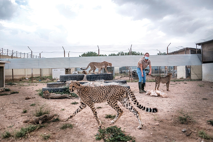 A volunteer of the Cheetah Conservation Fund plays with cheetahs in their cage in one of the facilities of the organisation in the city of Hargeisa, Somaliland.