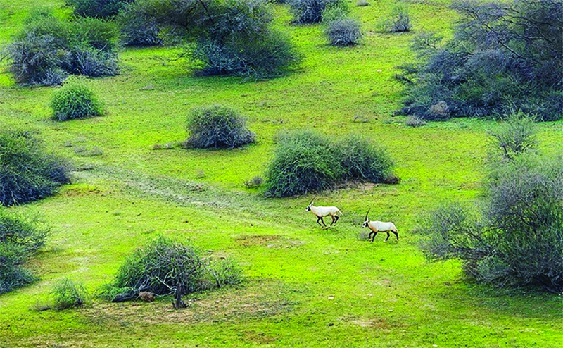 Oryx roam in Al-Reem Biosphere Reserven