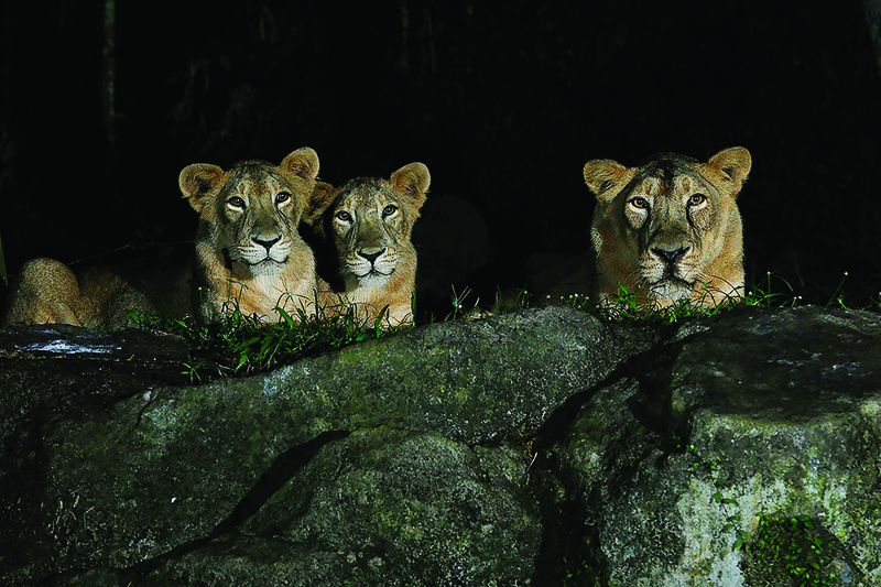 SINGAPORE: Asiatic lions are seen in the Night Safari exhibit at the Singapore Zoo in this undated handout photo. - AFP n