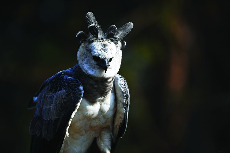 Mark, a wild Harpy eagle which is given food by guides working for South Wild Safaris in the Fazenda Nicolau, which is managed by a carbon forest NGO linked to French company Peugeot, is seen in Alta Floresta, Mato Grosso, Brazil.—AFP photosn
