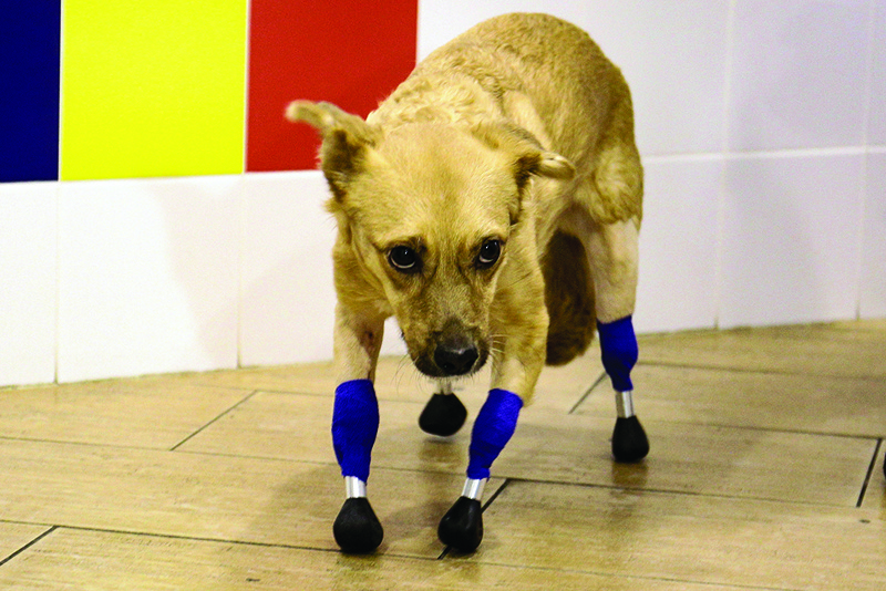 A picture shows Monika, an amputee dog with four artificial limbs, at a veterinary clinic in Novosibirsk. - AFP photosn