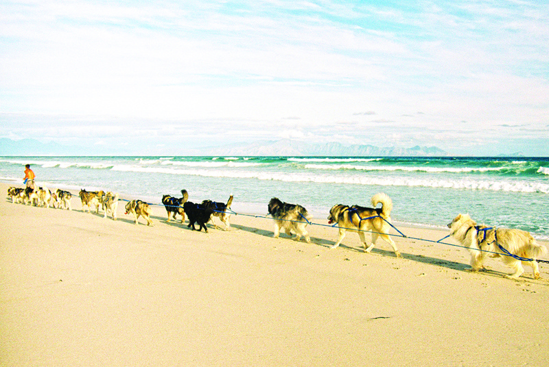 A pack of 20 dogs run for 5 kms on Muizenberg beach in Cape Town.—AFP photosn