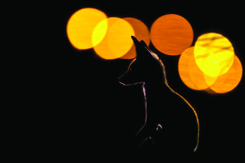 The winning photo 'Arabian Red Fox'.nnn