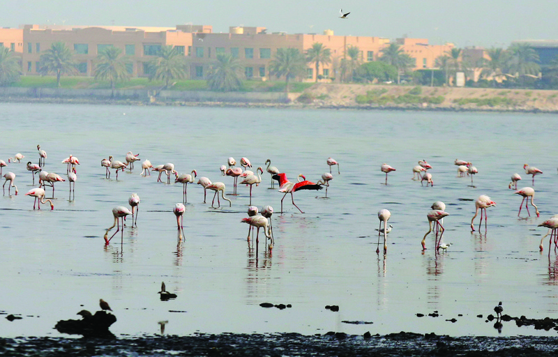 KUWAIT: This October 8, 2021 file photo shows flamingos resting at a beach in Kuwait. Kuwait's beaches offer a great habitat for migratory birds to make their stops during their long annual migration routes. - Photo by Yasser Al-Zayyatn
