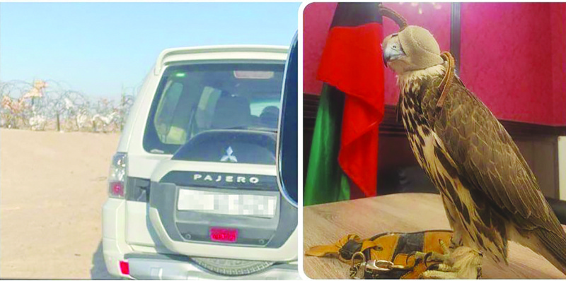 KUWAIT: This handout photo released by the interior ministry shows a falcon confiscated from a person that police say had illegally hunted it in Sabah Al-Ahmad Natural Reserve.n