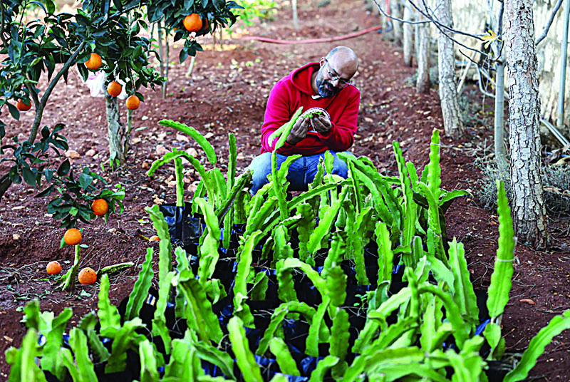 Hasan Trad inspects his dragon fruit nursery at an agricultural field. - AFP photosn