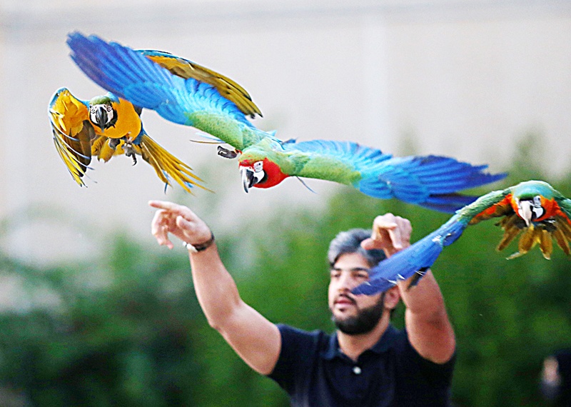 KUWAIT: Macaw (Ara ararauna) parrots are displayed and released to fly during a show in Kuwait City on Friday. - Photos by Yasser Al-Zayyatn