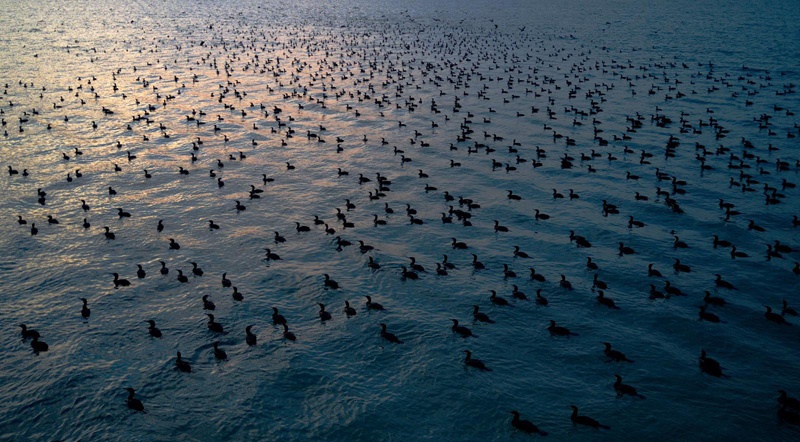 KUWAIT: This photo released by the Kuwait Environmental Lens team (Instagram: @kuwaitelens) shows a flock of great cormorants (Phalacrocorax carbo) on a beach in Kuwait, where they usually make a stop in their annual migration route before leaving in April.n