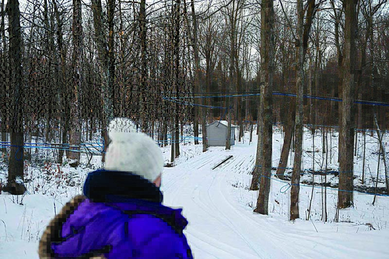 Maryse Nault stands in the road where she will eventually be taps maple trees at the Belfontaine Holstein farm Saint-Marc-sur-Richelieu, Quebec, Canada. Pancake lovers fear not. Strong demand for maple syrup after a poor Canadian harvest has created supply-side woes, but Quebec province is tapping its strategic reserves to keep the world awash in the sweet, sticky stuff. —AFP