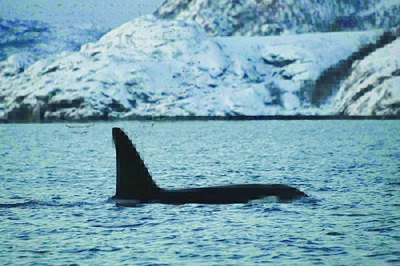 A male killer whale (orca) is pictured in the fjord of Skjervoy, northern Norway. Between October and February, Orcas and Humpback whales hunt atlantic herrings to build their stock of protein. The water Temperature is +5C, air temperature is -10C. —AFP