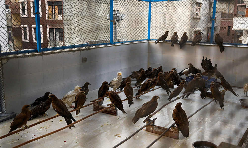 Rescued kites are kept in a cage at the ‘Wildlife Rescue’, a non-governmental organization (NGO) which works for the welfare of birds of prey in New Delhi.