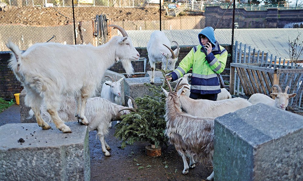 Volunteers collect used Christmas trees before taking them to Kentish Town City Farm in north London, where they will be used for their goats to feed on.