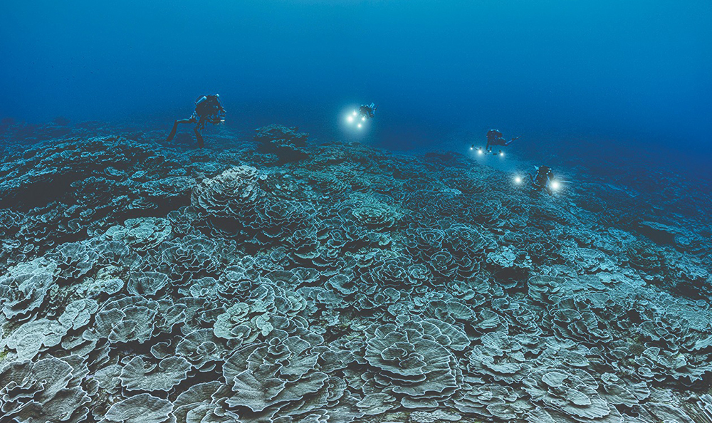 Giant coral sale