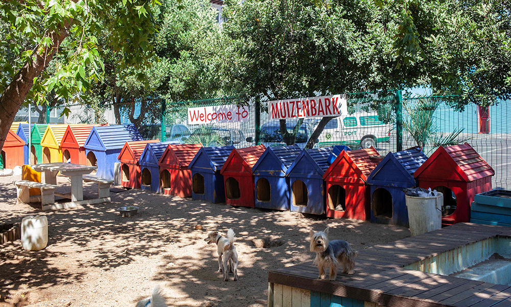 A general view of the dog park called Muizenbark, inside the facility of @Frits, a dog hotel, in Cape Town on December 14, 2021. - Wealthier South Africans take their dogs to doggy daycares or fancy dog hotels while they are away. (Photo by Alessandro iovino / AFP)