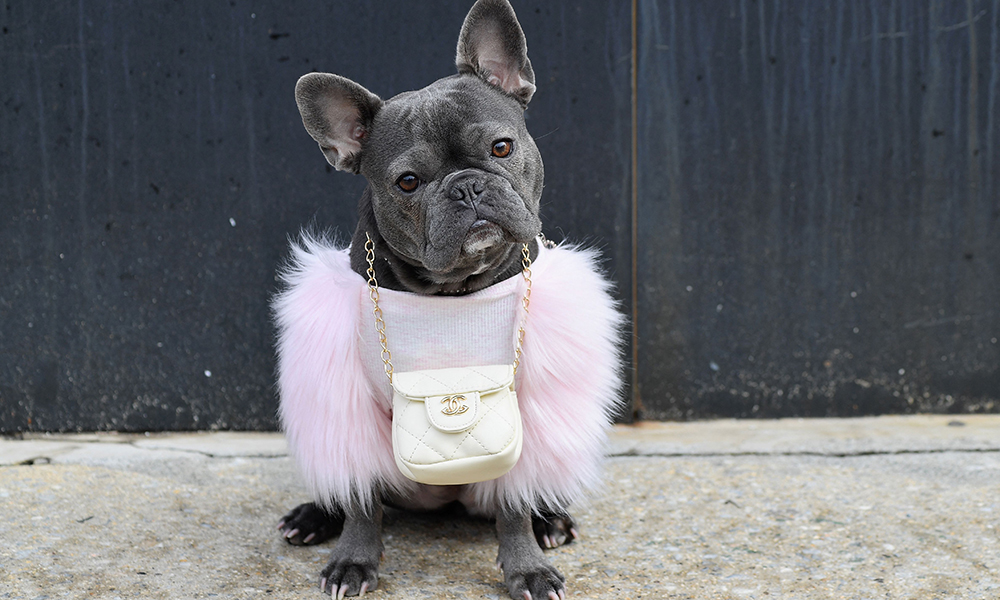 A French bulldog named Magnolia wears a Chanel pouch outside Spring Studios during New York Fashion Week: — AFP photos