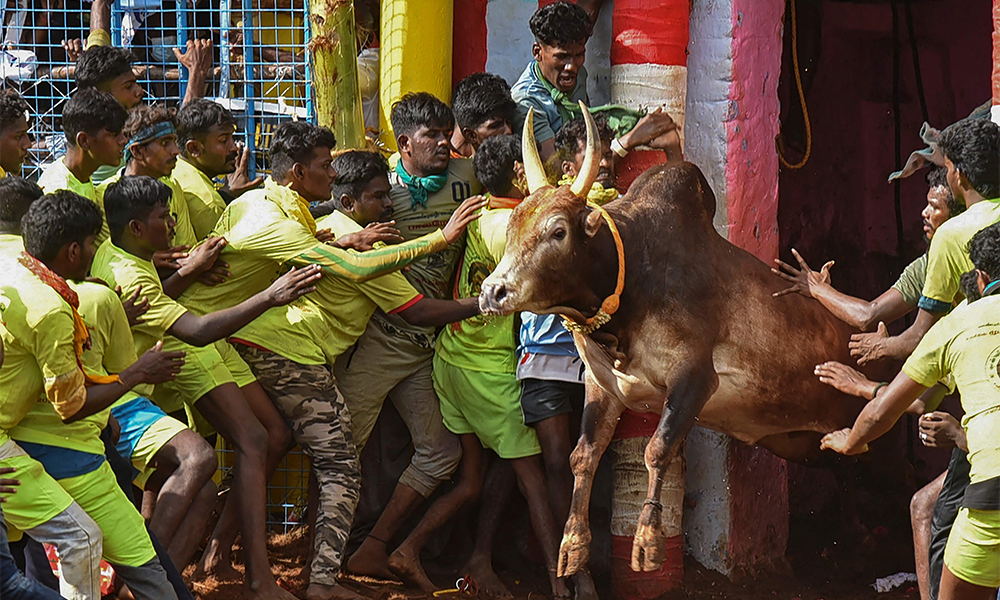 Participants try to control a bull during an annual bull taming event ëJallikattuí in Palamedu village on the outskirts of Madurai in the southern state of Tamil Nadu.