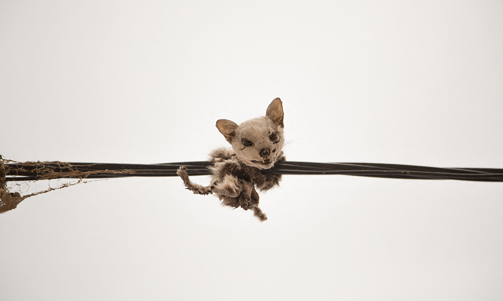 A corpse of a cat, thrown by youths, hang over power lines in the city of Timbuktu, Mali. As part of an age-old tradition in the city, in the desert north of the troubled Sahel state, youth hit the streets after dark in order to trap, skin and then cook cats.