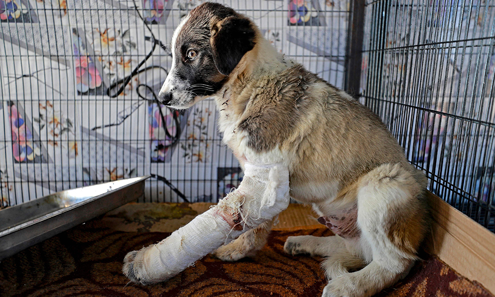 An injured stray dog rests in a cage at the Baghdad Animal Rescue, west of the capital Baghdad. Iraq is trying to emerge from almost two decades of conflict and has been mired in a political and economic crisis, and animal welfare is far from a priority either for most people or for the authorities. — AFP photos