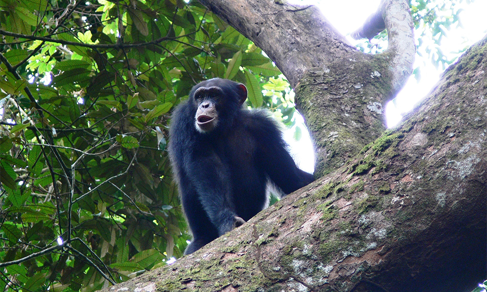Photo shows a chimpanzee on a three in Nimba Range in the Guinean montane forests.