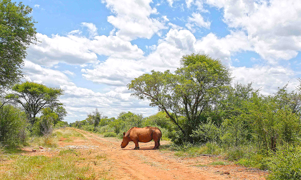 Seha, a ten year old rhino bull that was poached and de-horned, walks in the wild after his relocation at Marataba Conservation Camps in Thabazimbi.