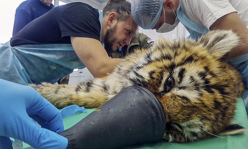 This picture released by the Amur Tiger Center shows a Siberian tiger cub receiving treatment from Russian veterinary doctors at the Center for Rehabilitation and Reintroduction of Tigers and Other Rare Animals in the village of Alekseevka in the Russian Far East. — AFP