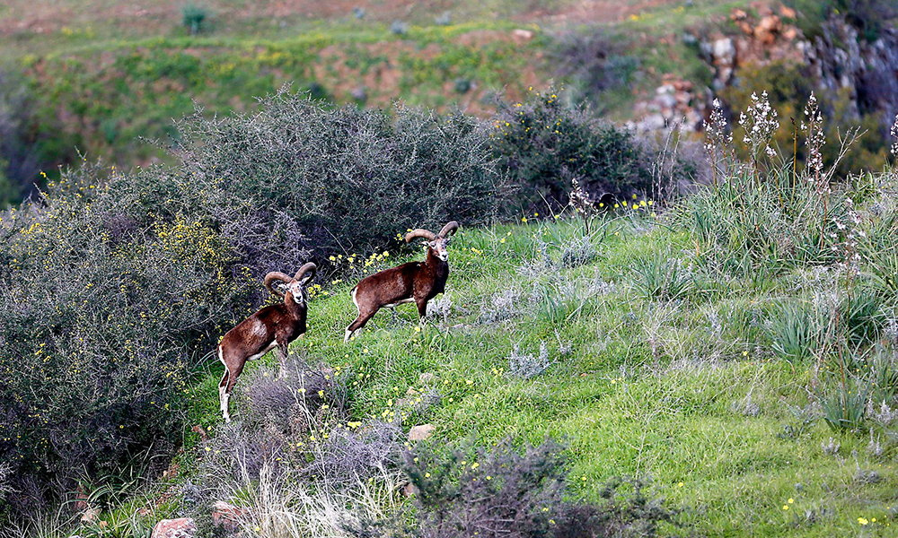 In this file photo Cypriot mouflons (Ovis orientalis ophion) are seen. — AFP