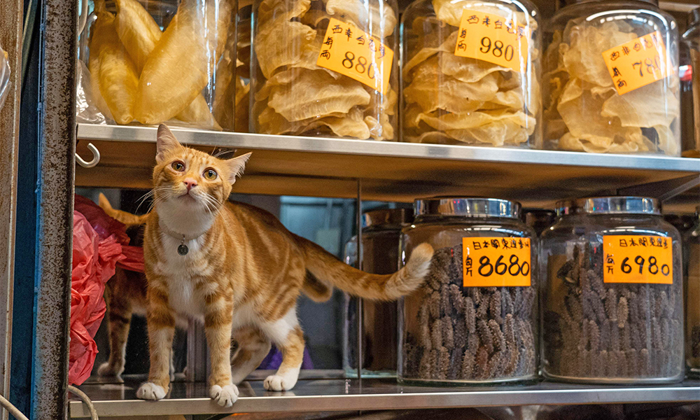 This photo shows a ‘shop cat’ at a dried seafood shop in the Sheung Wan area of Hong Kong - a city where nearly 10 percent of all households have a cat or dog. — AFP photos
