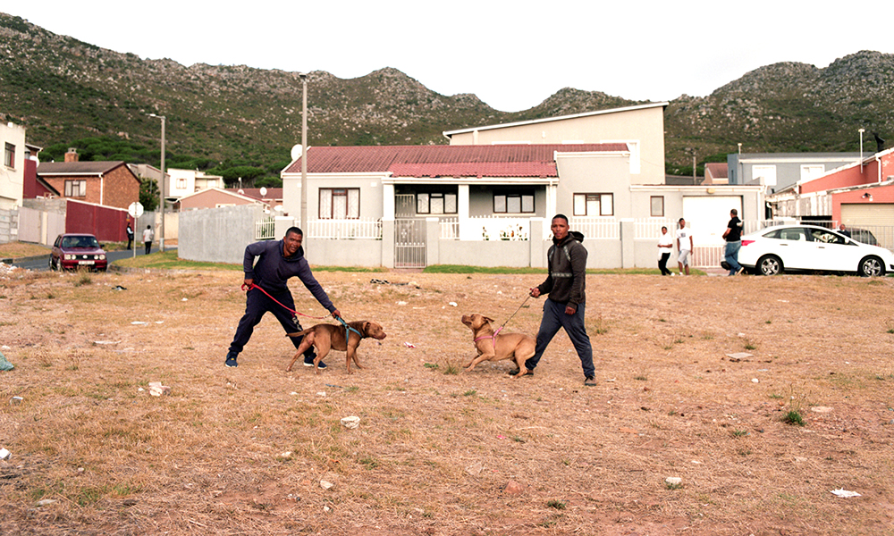 Men pose with their dogs in Ocean View, Cape Town. — AFP photos