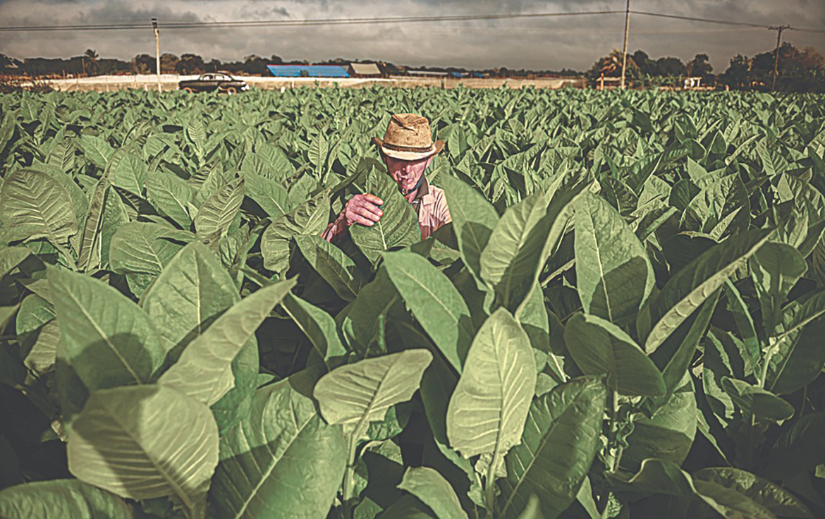VINALES: A farmer works at a tobacco plantation in Cuba. — AFP