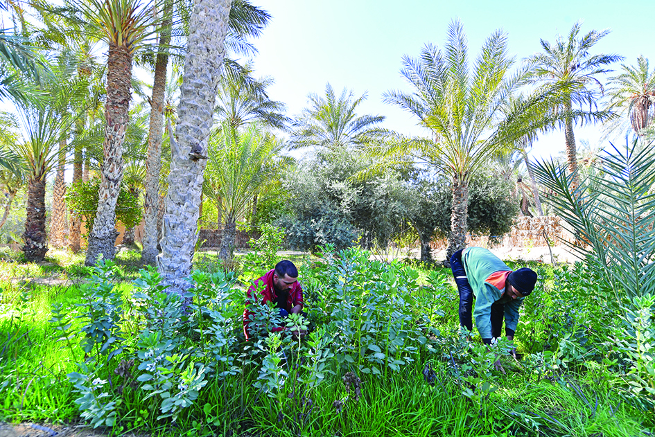 Employees cultivate the Dar Hi hotel's vegetable garden amidst palm tree in the remote Nefta oasis, a seven-hour drive from the coastal Tunisian capital Tunis.—AFP photosn