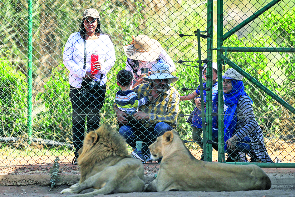 Visitors sit behind the fence of a lion enclosure at the Sudan Animal Rescue centre in Al-Bageir, south of the capital Khartoum.—AFP photosn