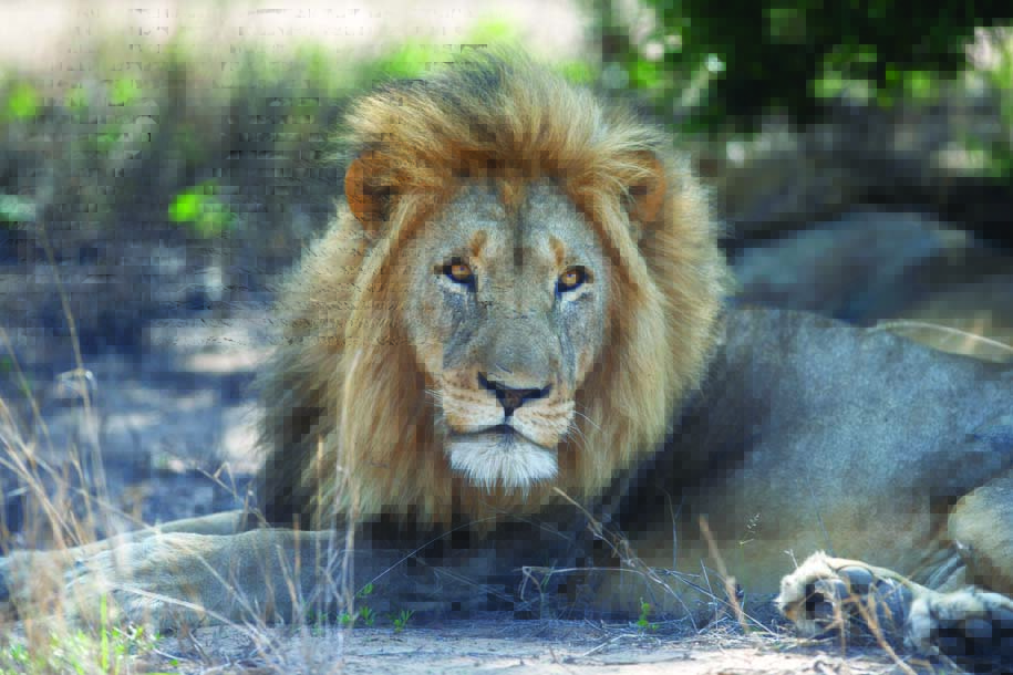 In this file photo a lion rests under a tree at the Rietspruit Game Reserve in Hoedspruit, South Africa.--AFP