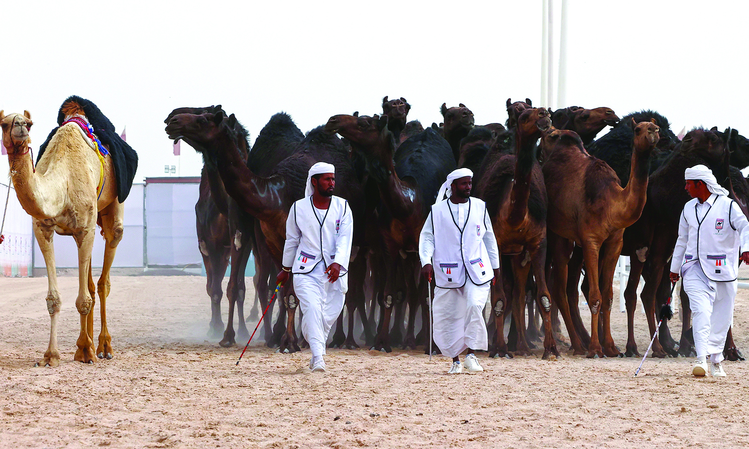 Handlers guide their camels during the first Qatar Camel Festival, at Lebsayyer area of al-Shahaniyyah, around 25 Km northwest of the Qatari capital.—AFP photosn