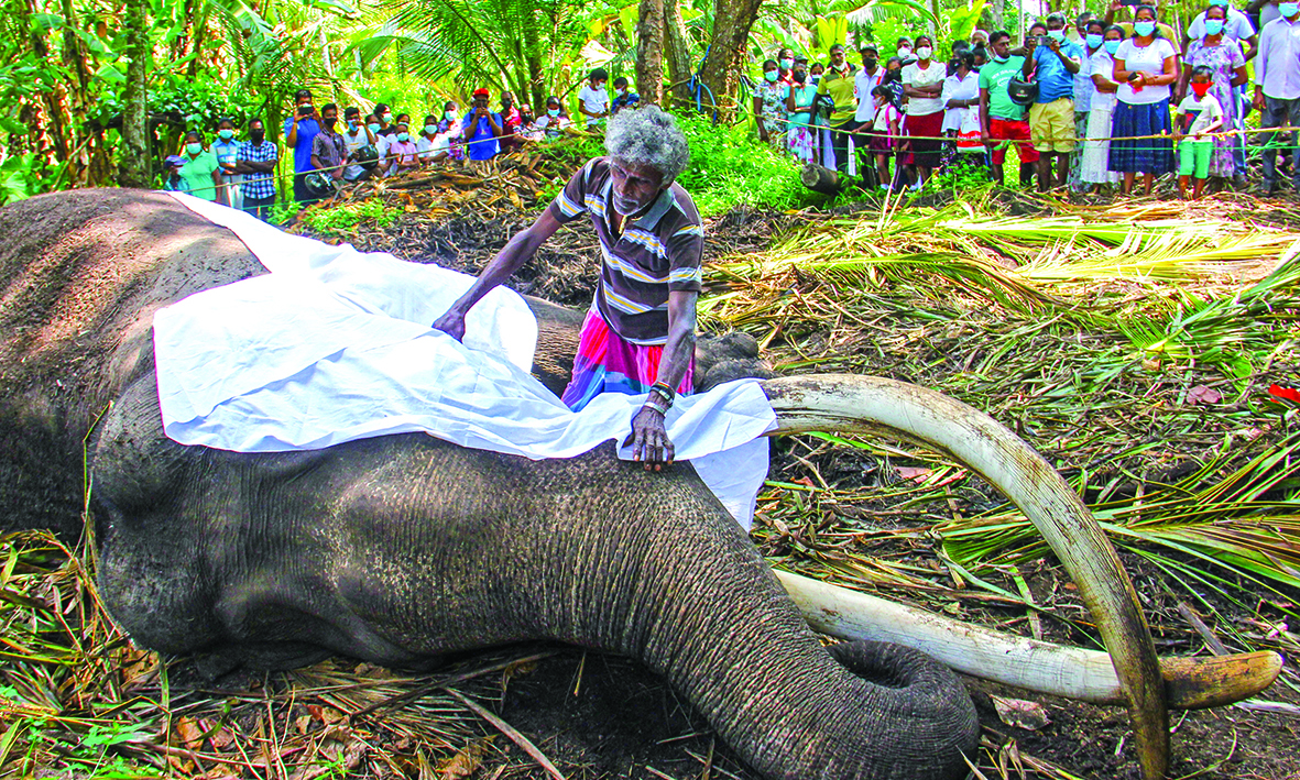 The mahout Wilson Kodituwakku places a white sheet on the body of Sri Lanka's sacred tusker Nadugamuwa Raja, who carried a golden casket of relics at an annual Buddhist pageant.n