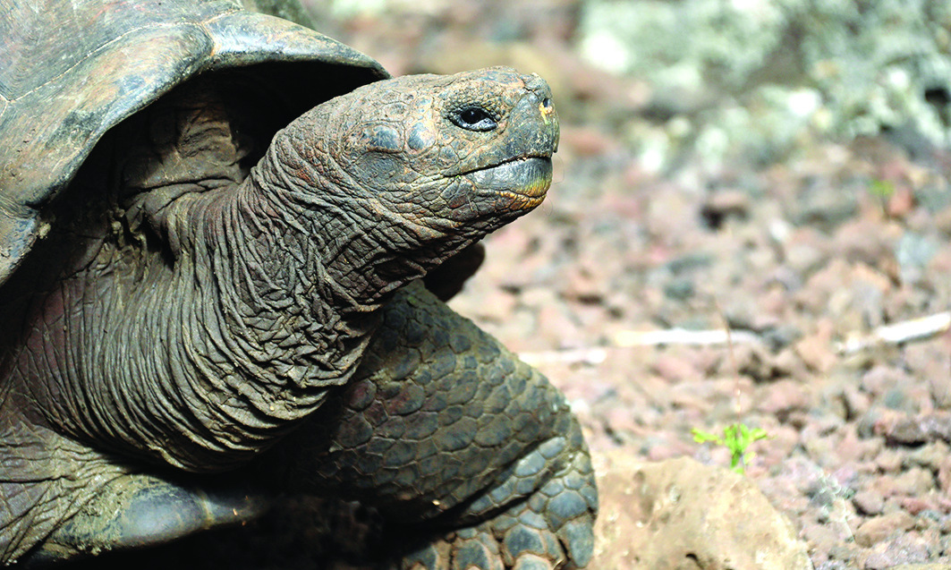 Handout picture shows a 'Chelonoidis chathamensis' turtle at the San Cristobal island, Galapagos islands, Ecuador.—AFP n