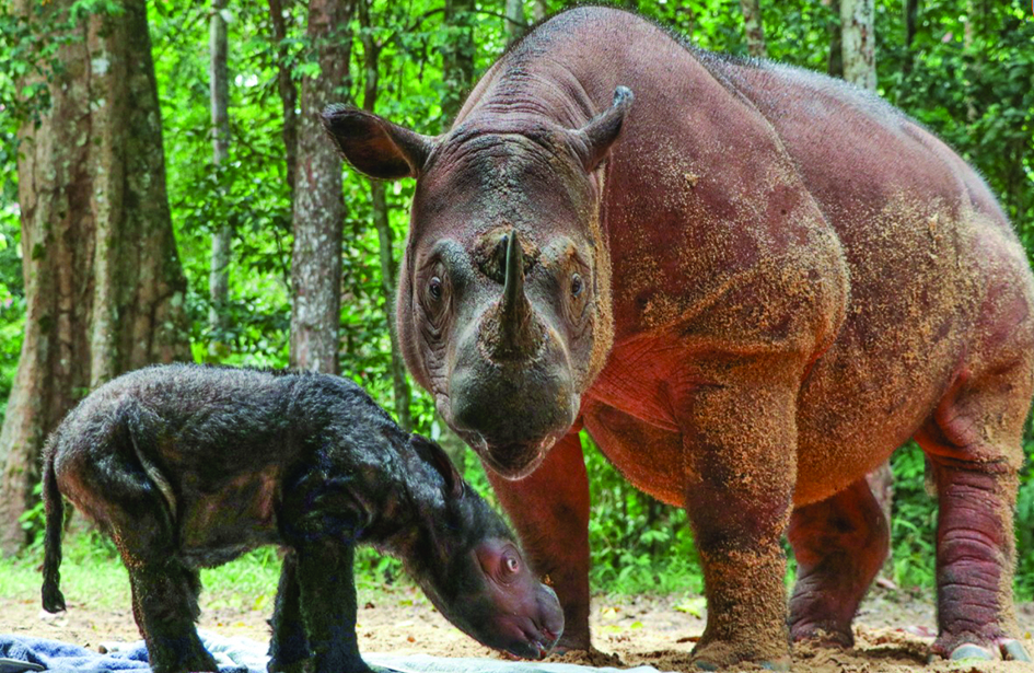This handout photo shows female rhino named Rosa (right) with her new baby born at the Way Kambas National Park, in Way Kambas, in Lampung province. –AFP photos