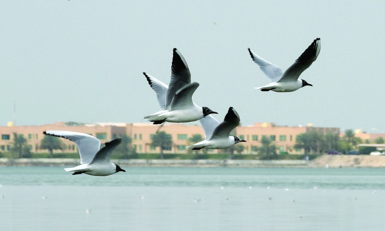 KUWAIT: Birds fly over a beach in Kuwait. - Photo by Fouad Al-Shaikhn
