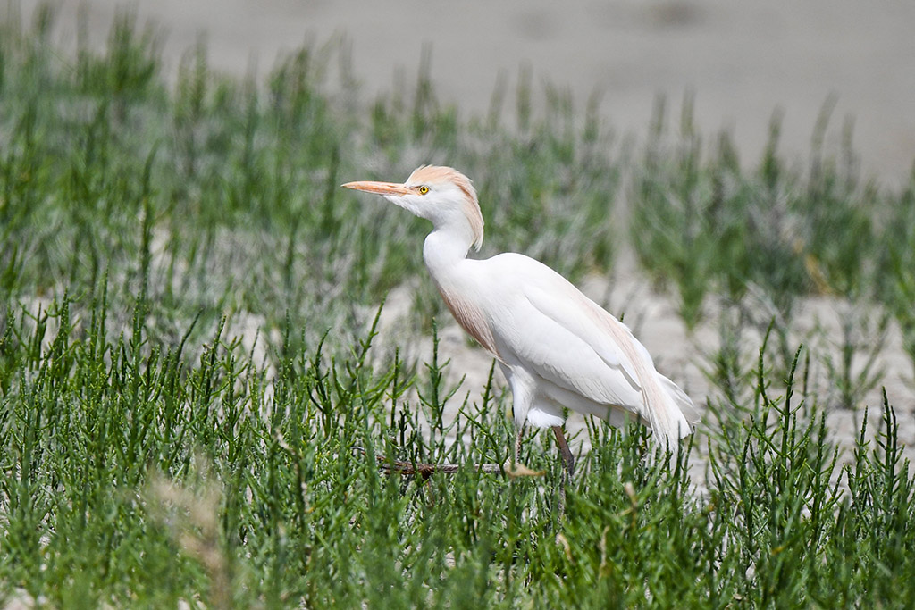 KUWAIT: A cattle egret is seen at a beach in Jahra Governorate on March 28, 2022. - Xinhua