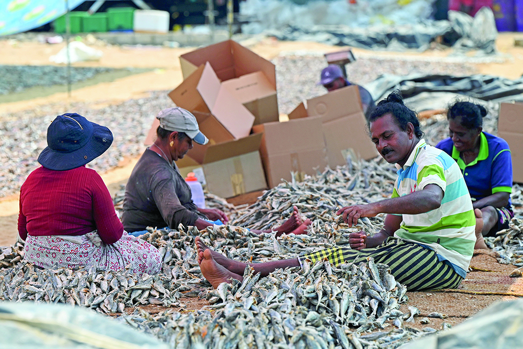 NEGOMBO: In this picture taken on March 24, 2022, workers process salted fish at a fishery harbour in Negombo. The sky and seas off Sri Lanka's coast are crystal blue but a worsening economic crisis has kept fishermen moored at Negombo harbour, out of gas and unable to reel in the day's catch.  – AFP