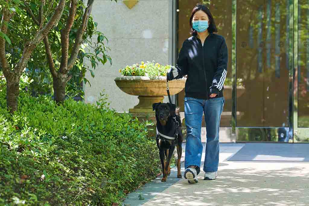 A resident walking her dog in a residential housing compound during the COVID-19 lockdown in Shanghai.—AFP photos
